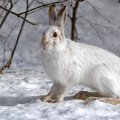 *** Rabbit in winter ***