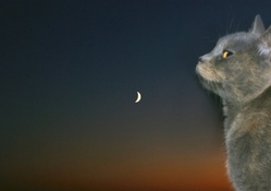 Cat and Moon!