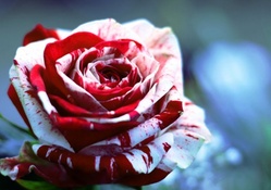 Beautiful Rose