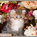 cute kitty in a flower basket