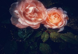 * Wet roses *