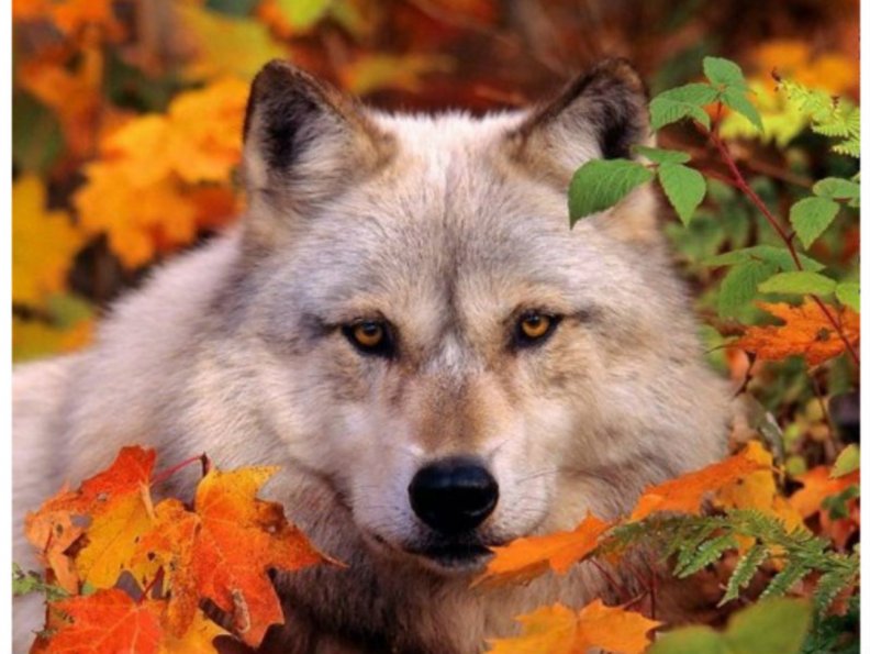 autumn_wolf.jpg