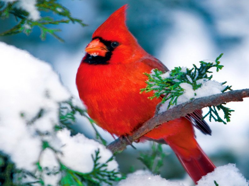 winter_cardinal.jpg