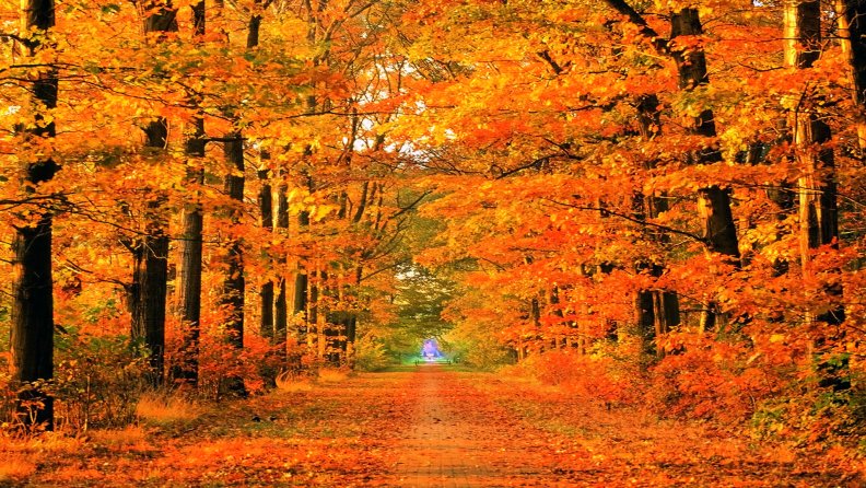 scenic_autumn_road.jpg