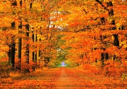 Scenic Autumn Road