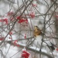 bird_in_winter.jpg