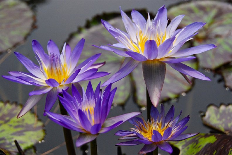 lotus_flowers.jpg
