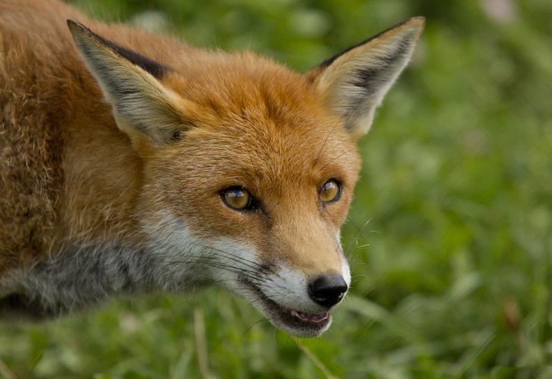 red_fox.jpg