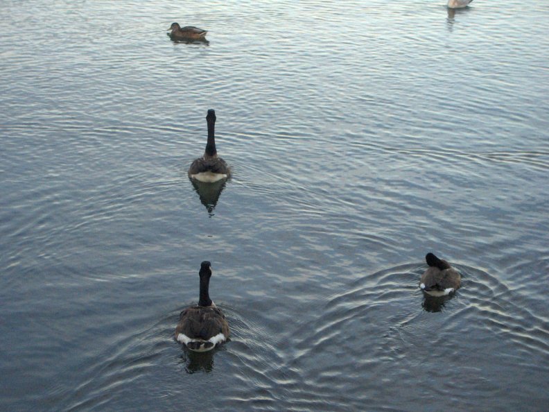 ducks_and_canadian_geese.jpg