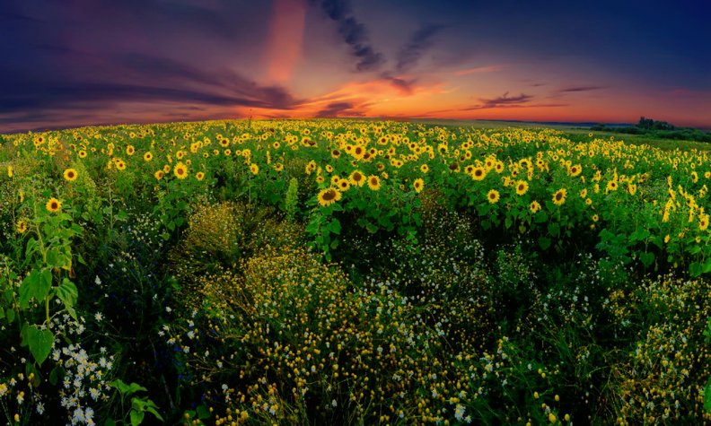 Sunflowers evening