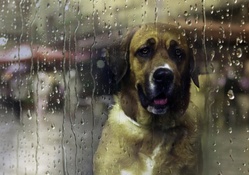 Rain dog