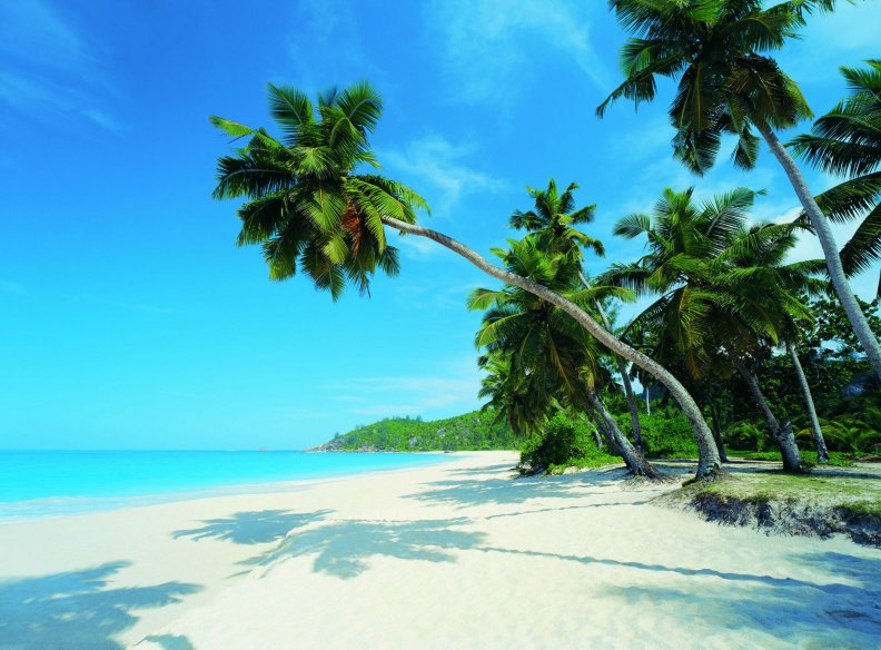 beautiful_palm_trees_on_tropical_beach.jpg