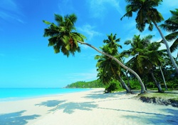 Beautiful Palm Trees on Tropical Beach
