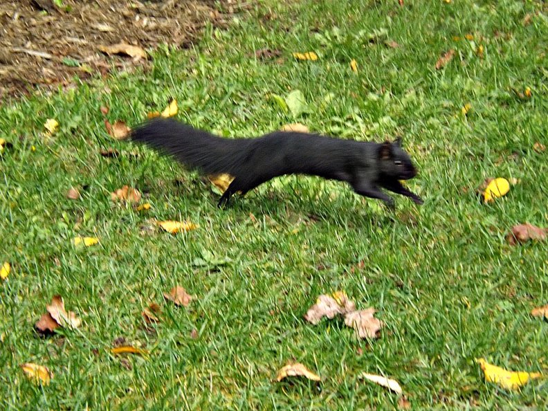 squirrel.jpg