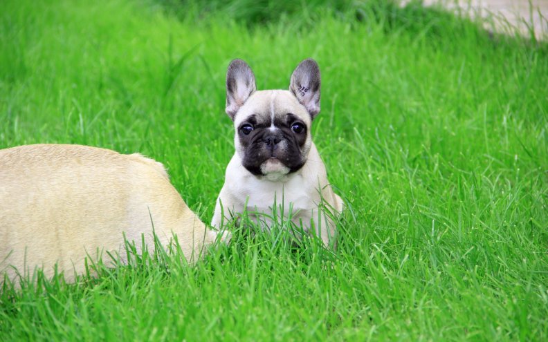 puppy_on_grass.jpg