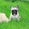 *** Puppy on grass ***