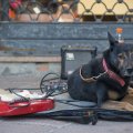 *** Dog with guitar ***