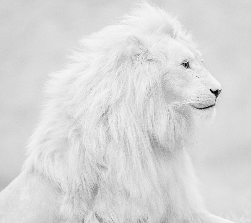 white lion