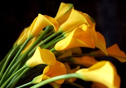Yellow Calla Lilies _ hdr
