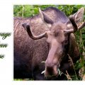 Alaskan Moose 2
