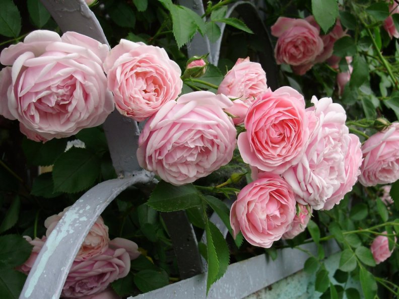 lovely_pink_garden_roses.jpg