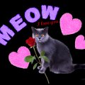 ♥ *Meow* means I love you ♥