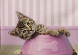 Kitten in a dog bowl