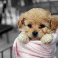 Cute  Puppy