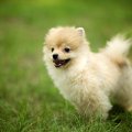 *** Pomeranian dog ***