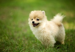 *** Pomeranian dog ***