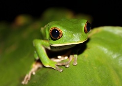 ***Green frog ***