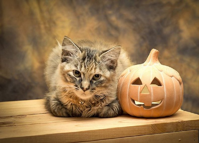 halloween_kitty.jpg