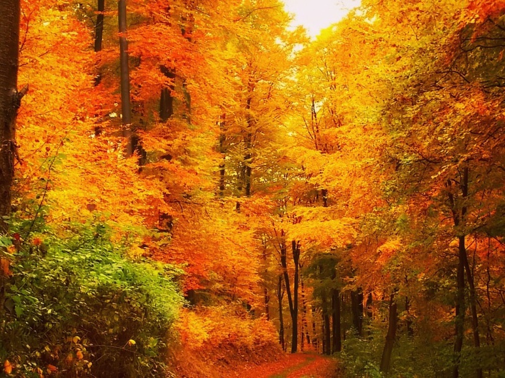Colour of Autumn