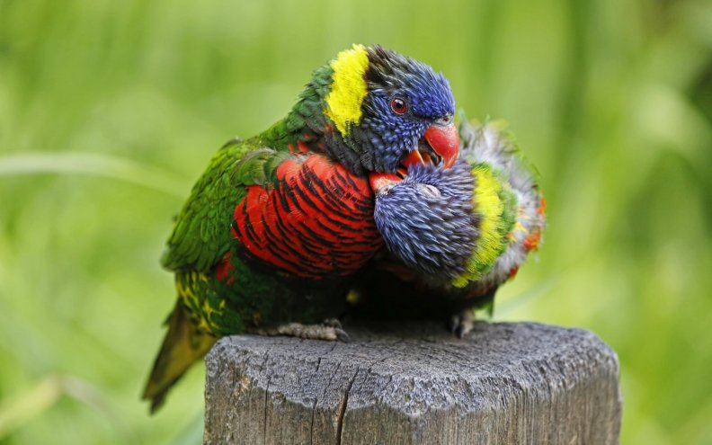 *** Cute birds ***