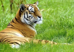 Tiger_in_grass