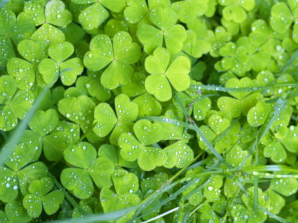 Lucky Shamrocks _ Green Irish Clovers