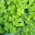 Lucky Shamrocks _ Green Irish Clovers