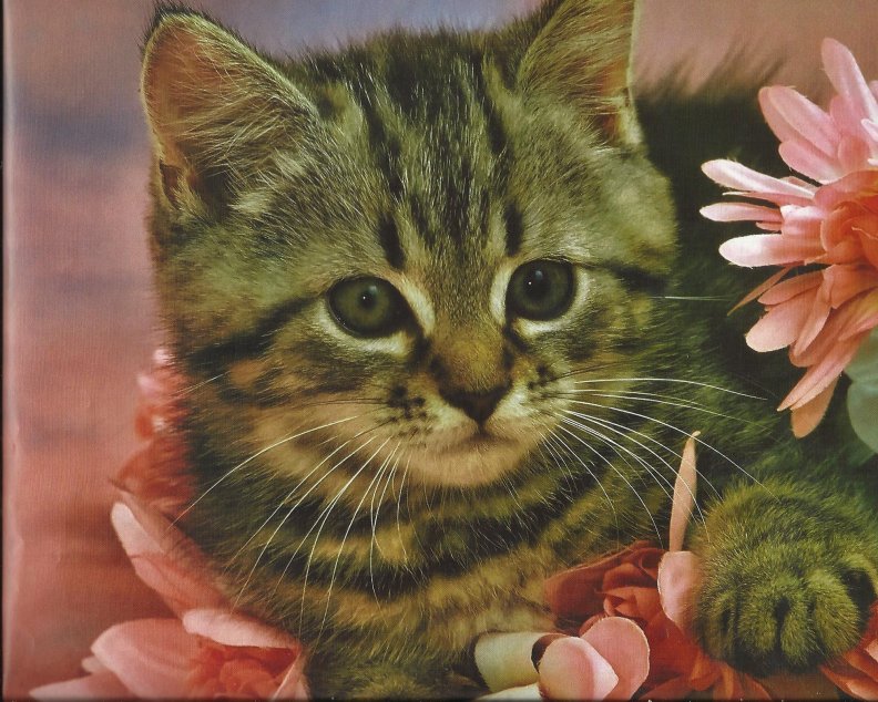 a_tabby_kitten_with_flowers.jpg