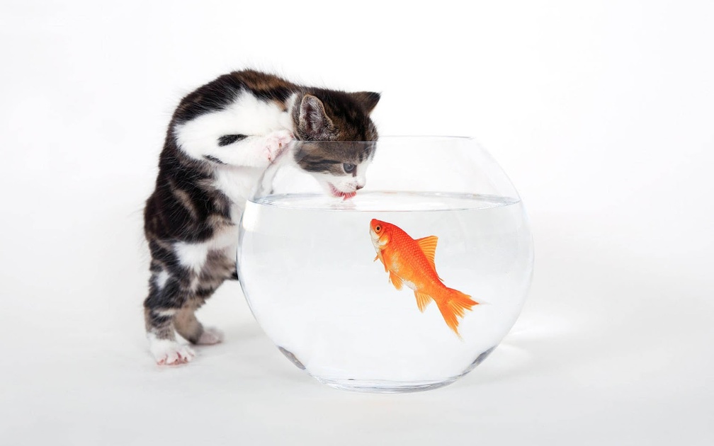 Cat and Fish