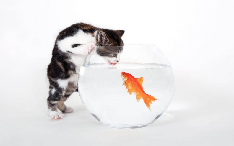 cat_and_fish.jpg