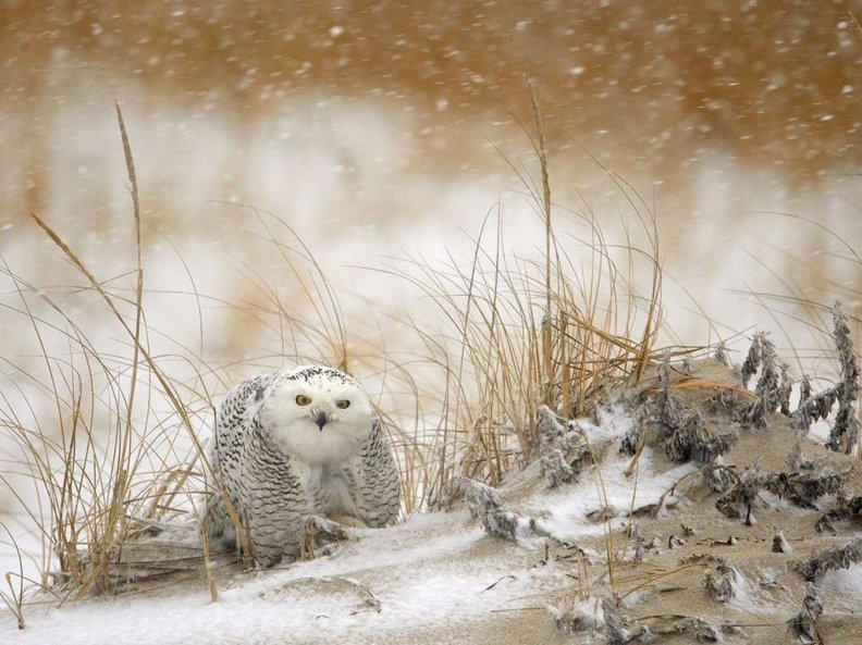 Snow owl in storm