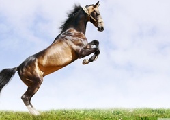 Horse in hind legs