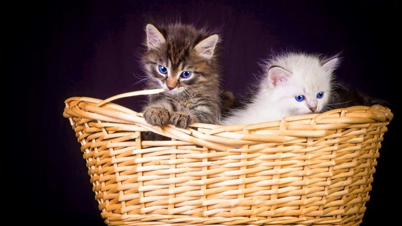 kittens_in_basket.jpg