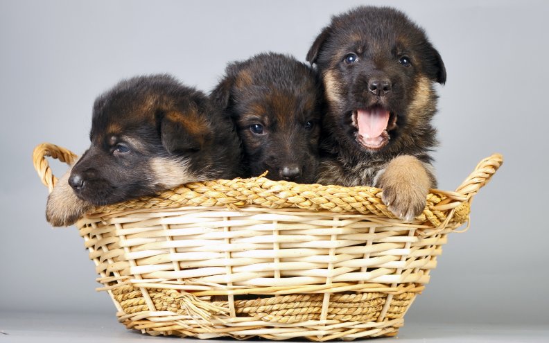 puppies_in_basket.jpg