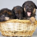 *** Puppies in basket ***