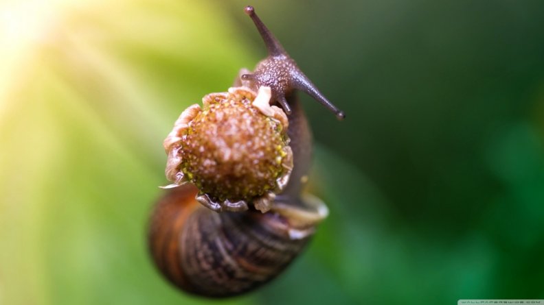 Snail eating a flower