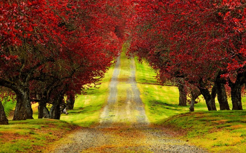Red Trees on Autumn Road