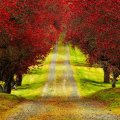 Red Trees on Autumn Road