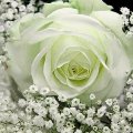 Magic of white rose