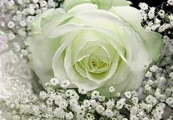 Magic of white rose
